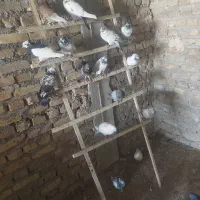 کفتر