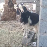 چپشت