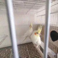 عروس هلندی