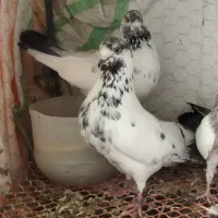 ۳ جفت کفتر پرشی با دوتا جوجه قیمت مناسب
