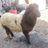 بره نر