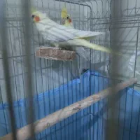 عروس هلندی نروماده