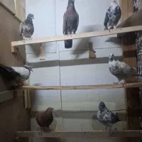کبوتر...فروشی