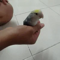 طوطی برزیلی