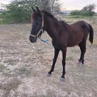 فروش کره کرد پر خون.رقص پا هم بلده وآموزش دیده