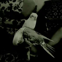 عروس هلندی