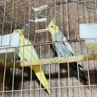 عروس کوتوله مرغ عشق