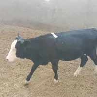 گوساله ماده سمینتال جنس خوب سالم