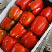 فلفل دلمه باکیفیت مستقیم از گلخانه