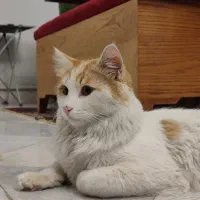 واگذاری  گربه مهربون ترین گربه