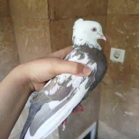 یک جفت کبوتر با دوعددجوجه