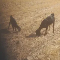 بز وبزغاله