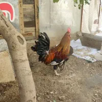 خروس|حیوانات مزرعه|خمینی‌شهر, |دیوار