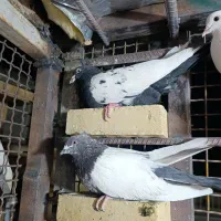 کفتر قشنگ