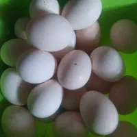 تخم مرغ گلین اصل