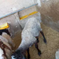 ۲راس بره ۱کهره چاچ تخت و۲میشچچ بره دار بره ۲۰ کیلو