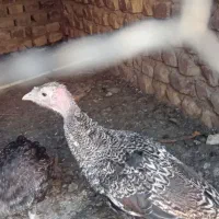 جوجه بوقلمون محلی