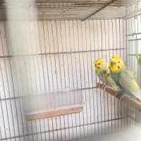 مرغ عشق پروانه ای ریبنو مولد و‌ غیره
