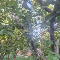 نیاز به باغبان