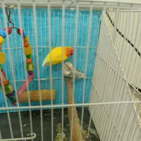 کوتوله جفت کارداده با قفس