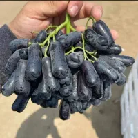 نهالستان انگور موندراپ