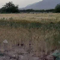 فروش جو و گندم سر زمین
