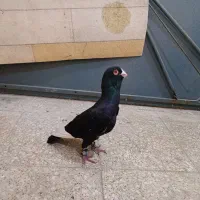 کبوتر قره سوری