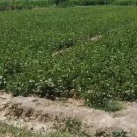 زمین با کاربری مسکونی تجاری بهرجاده اصلی سراور