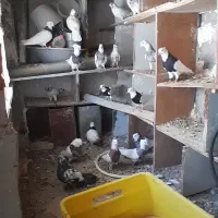 طوقی زرین. سیاه واکسی .آجری .سرکه ای
