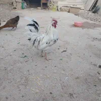 خروس‌گلین