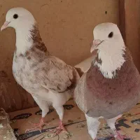 چند جفت
