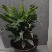 گل با گلدان
