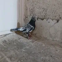 کبوتر بوم چنارون