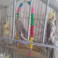 جوجه عروس هلندی ۳ماهه