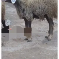 یک راس شک ماده چال گم شد
