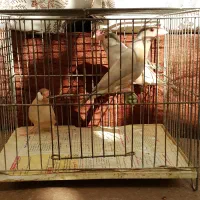 فروش فنچ نرگسی.