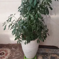 گل شلفرا ومرجان