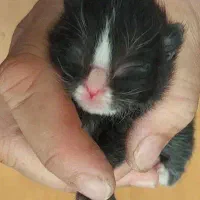 گربه|گربه|سبزوار, کوی بهار|دیوار
