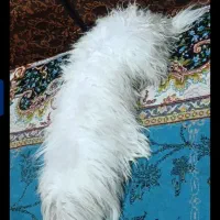 سگ واگذاری ق بو ل. میک نم نگهبان