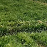 خسیل خوب و درجه یک روستای حسین اباد پایین جام