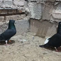 کبوتر دم سفید