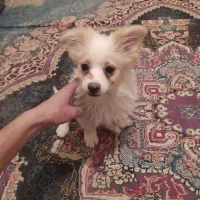 سگ پامرین ۳ماهه