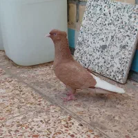 دم سفید