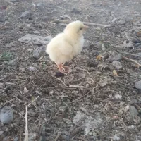 جوجه گوشتی راس ۳۰۸