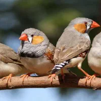 فروش یکجا 11 عدد فنچ