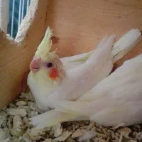 جوجه عروس هلندی لوتینو