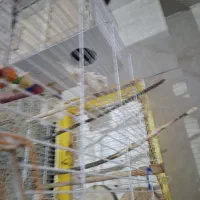 عروس هلندی کمیاب