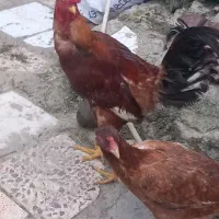 حیوانات مزرعه فروشی اردک غاز بوقلمون و...
