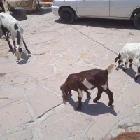 بز نجدی