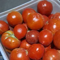 گوجه گوشتی